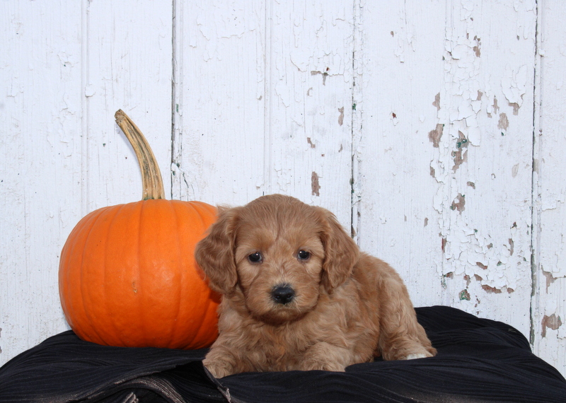 puppy, for, sale, Mini Goldendoodle F2B, Matthew B. Stoltzfus, dog, breeder, Gap, PA, dog-breeder, puppy-for-sale, forsale, nearby, find, puppyfind, locator, puppylocator, aca